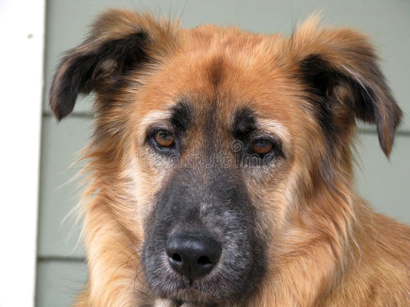 Pastor Alemão/australiano Mix Dog Foto de Stock - Imagem de australiano,  animais: 43218082