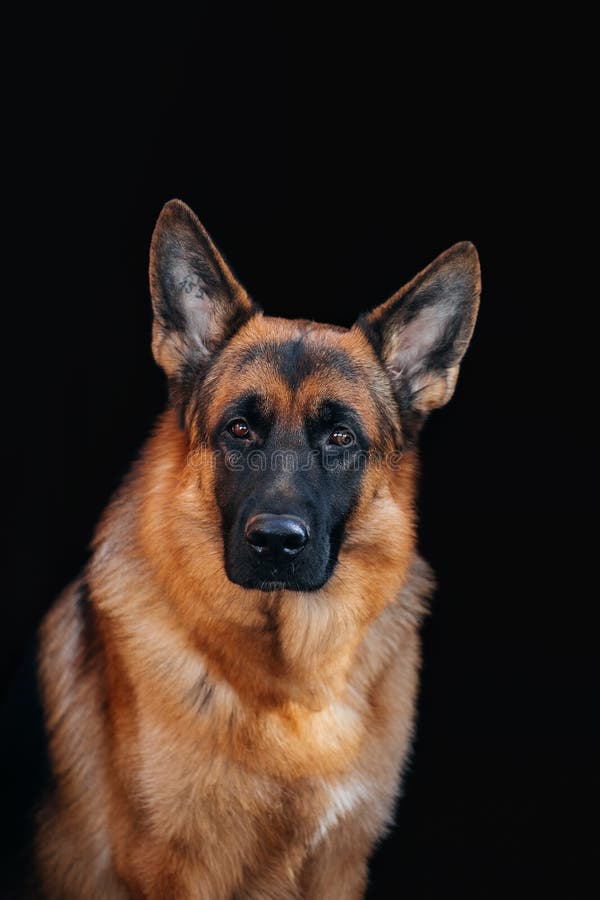 Cão Pastor Inglês Velho Que Está Na Grama Imagem de Stock - Imagem de  velho, fundo: 38260829