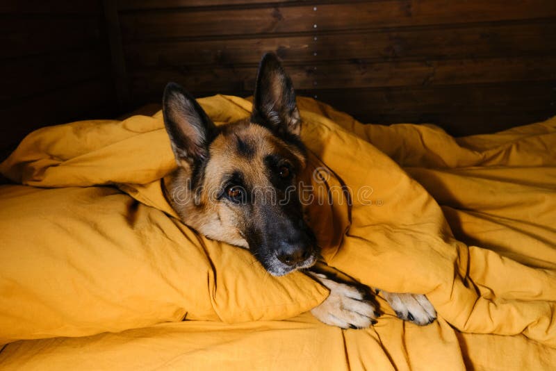 Um cão pastor alemão deitado sobre um cobertor xadrez