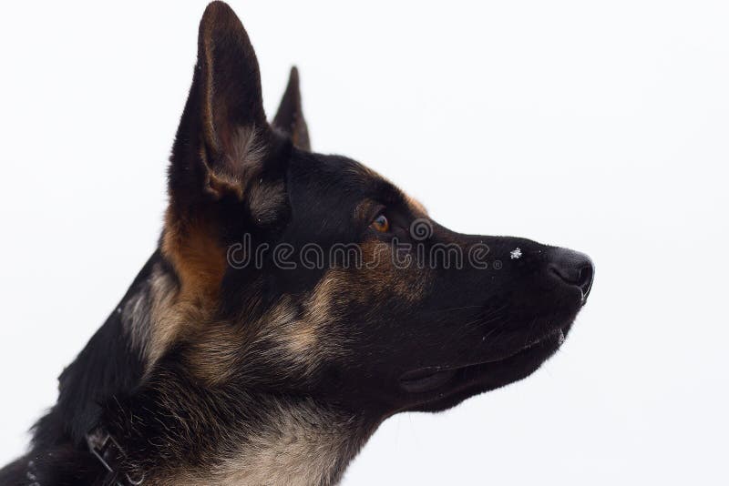 Pastor alemán en invierno, retrato imágenes de archivo libres de regalías