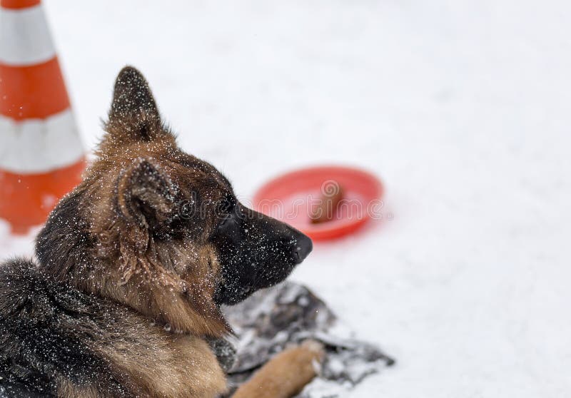 Pastor alemán en la nieve que espera al dueño imagenes de archivo