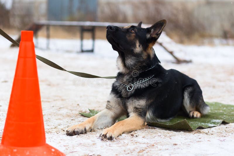 Pastor alemán, entrenamiento del invierno fotografía de archivo