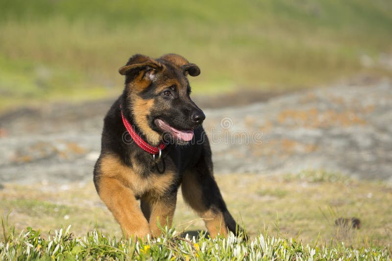Pastor alemão Puppy imagens de stock royalty free Pastor alemão Puppy imagens de stock royalty free