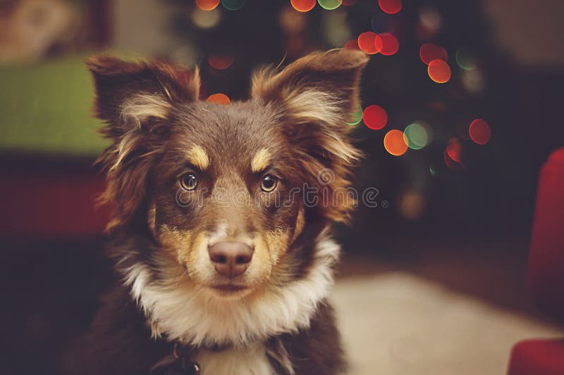 Pastor australiano Pup con las luces de la Navidad fotografía de archivo Pastor australiano Pup con las luces de la Navidad fotografía de archivo