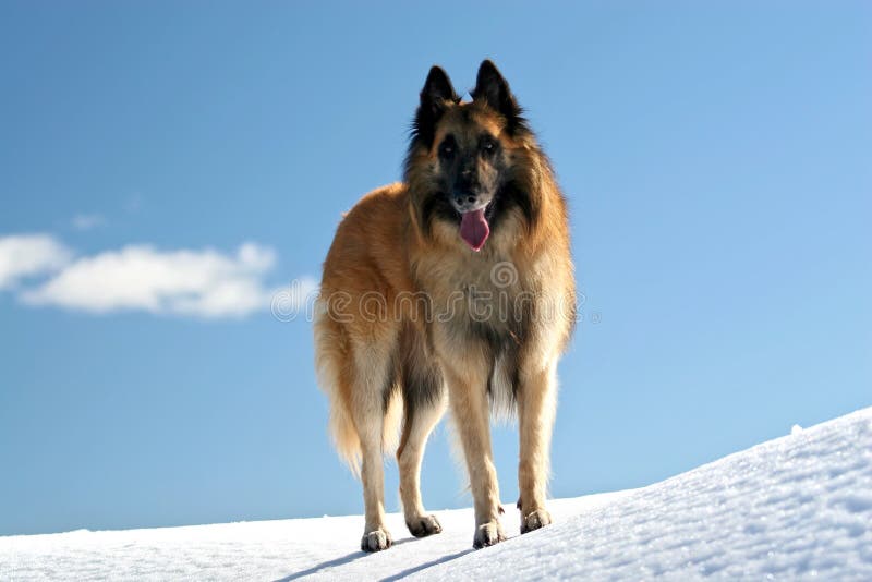 Belgian shepherd - tervueren on snow. Belgian shepherd - tervueren on snow