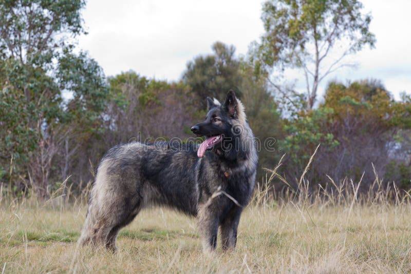 Pastor Inglês Cross Dog Standing Imagem de Stock - Imagem de preto