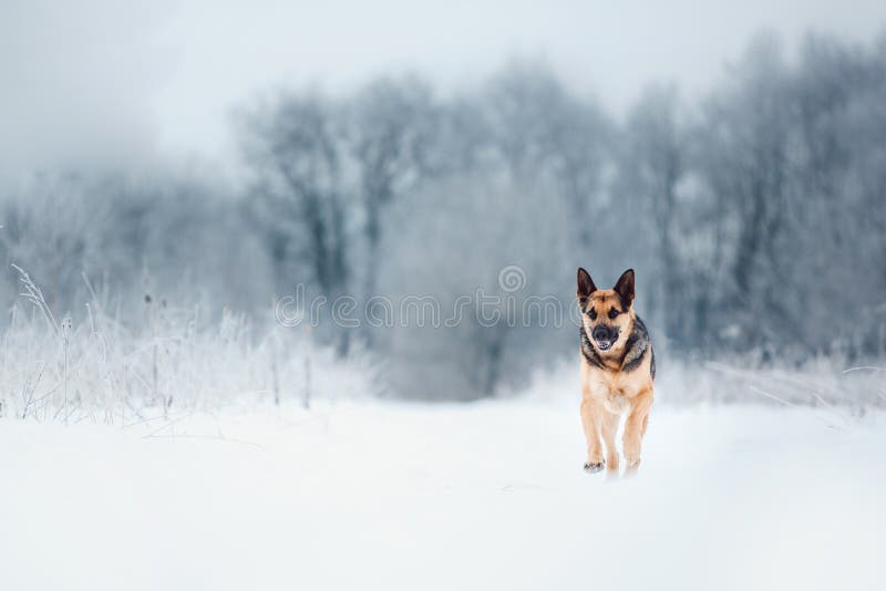 Pastor europeu do leste bonito no snowingf o mais orest no inverno fotografia de stock royalty free Pastor europeu do leste bonito no snowingf o mais orest no inverno fotografia de stock royalty free