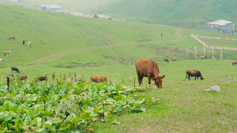Pastor pastando vacas en las montañas. lugar respetuoso con el medio ambiente para vacas. almacen de metraje de vídeo