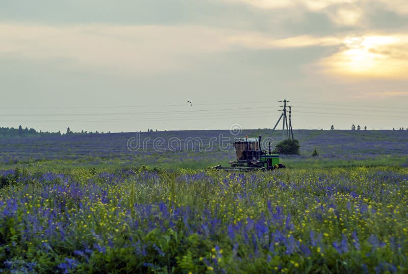 Mechanical Harvesting Of Livestock Feed Stock Photo Image Of Field Herbs Mechanical Harvesting Of Livestock Feed Stock Photo Image Of Field Herbs