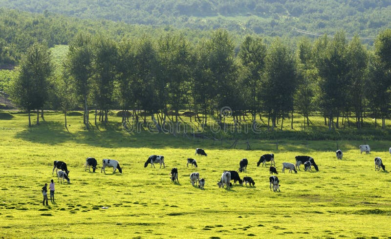 Pastoral scenery