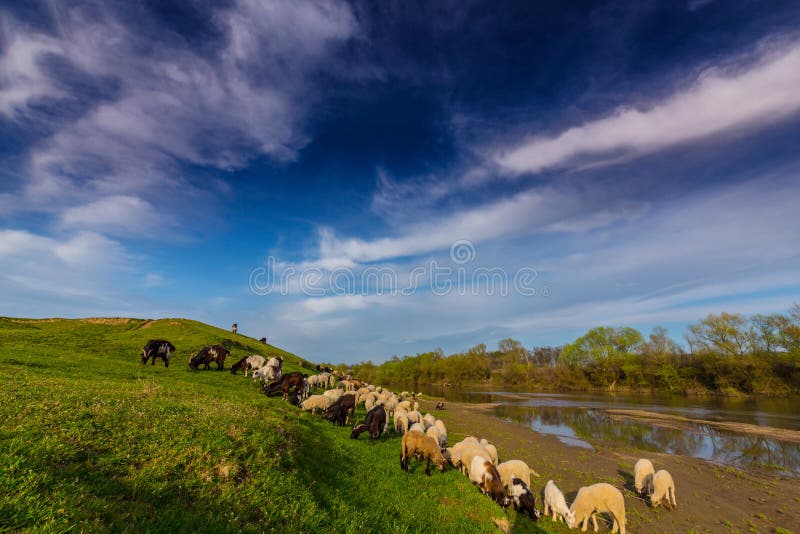 Pastoral scenery with flock of sheep and goats on river bank.
