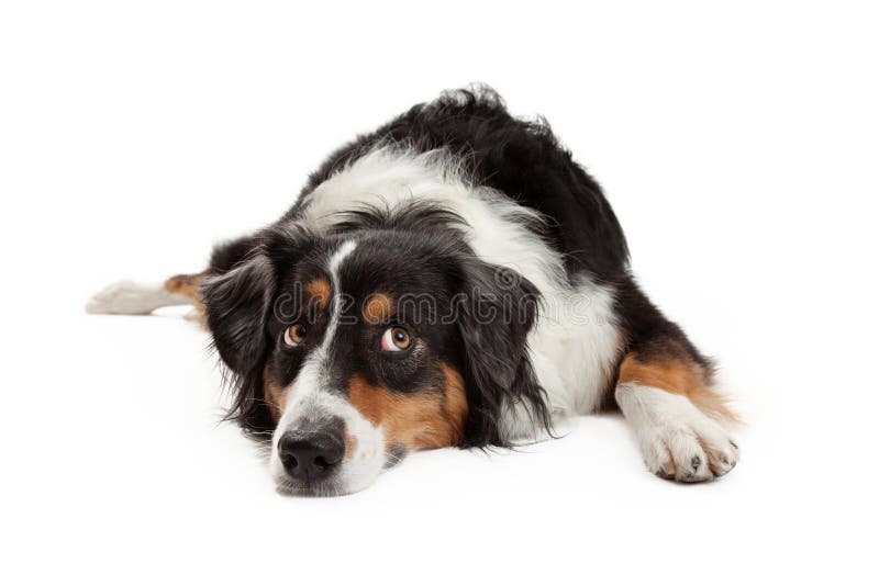 Pastore australiano triste Dog Laying fotografia stock Pastore australiano triste Dog Laying fotografia stock