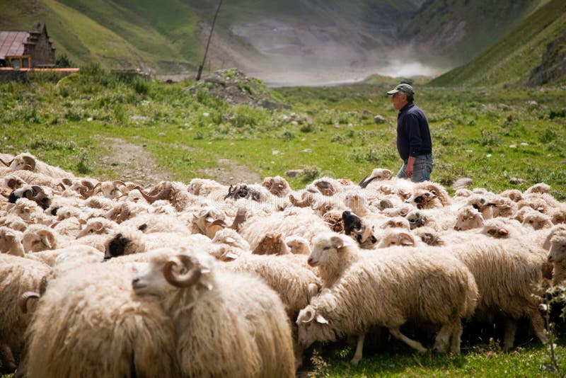 Cerco Lavoro Come Pastore Di Pecore Pastore E Moltitudine Di Pecore Fotografia Stock Editoriale - Immagine