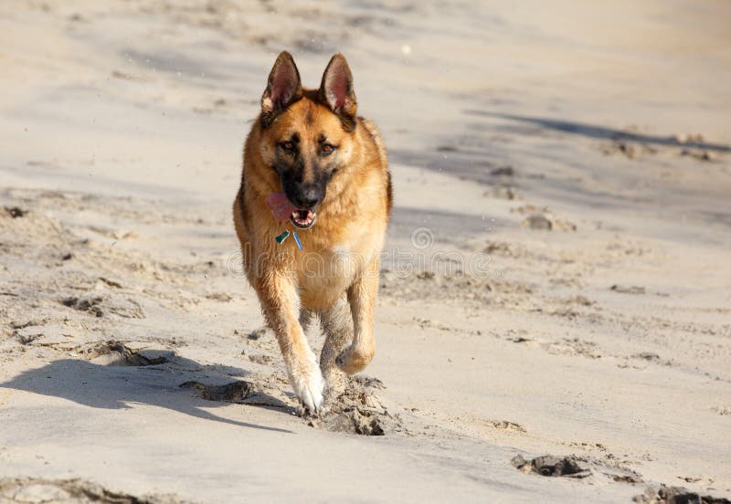 Pastore tedesco Dog Running sulla spiaggia immagini stock libere da diritti Pastore tedesco Dog Running sulla spiaggia immagini stock libere da diritti