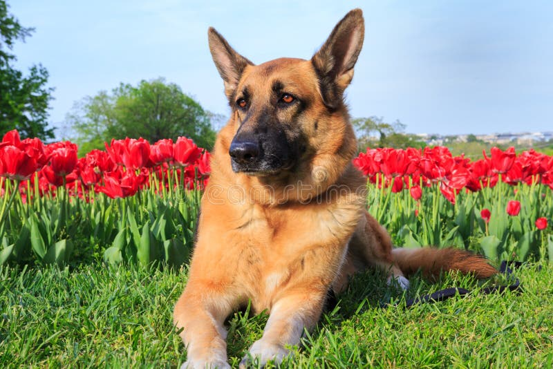 Pastore tedesco Dog Tulip Field fotografia stock libera da diritti Pastore tedesco Dog Tulip Field fotografia stock libera da diritti