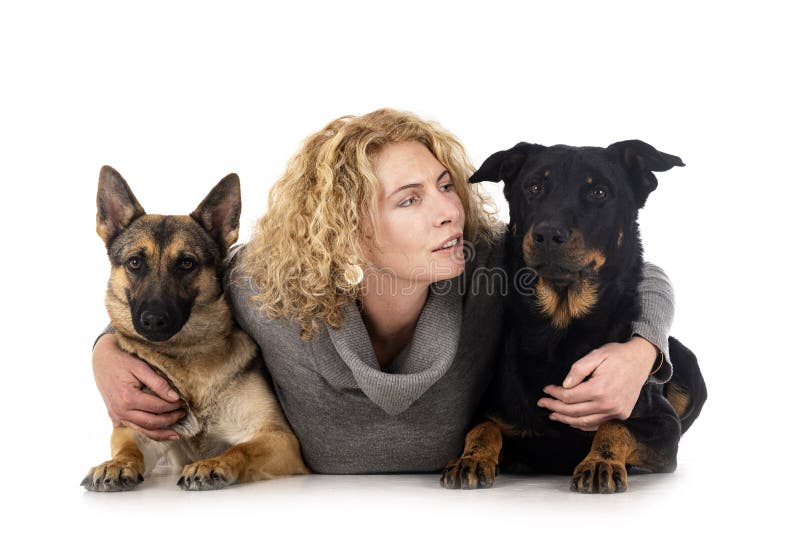 Pastore tedesco grigio e beauceron fotografia stock