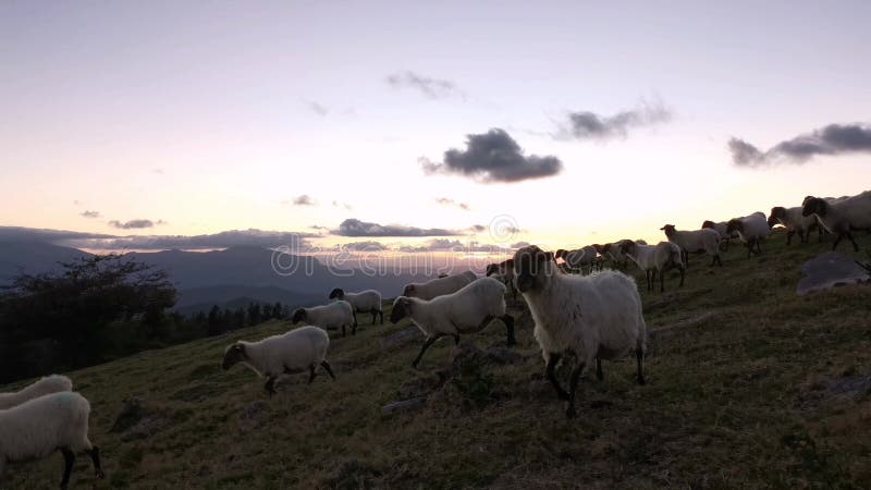 Pastoreio de ovinos rebanhados no prado