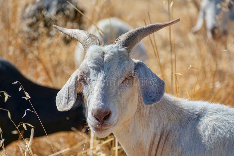 Goat grazes on flammable grass, brush and shrubs to reduce the risk of brush fire. Eco-friendly goats can get into hard-to-reach areas like hills, narrow canyons and gullies that mowers can`t reach. Goat grazes on flammable grass, brush and shrubs to reduce the risk of brush fire. Eco-friendly goats can get into hard-to-reach areas like hills, narrow canyons and gullies that mowers can`t reach