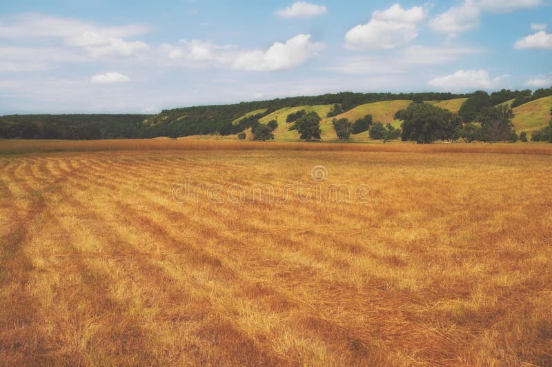Pastos chanfrados em um vale montanhoso Prados do verão sob o céu azul Árvores raras em terras do fazendeiro fotos de stock Pastos chanfrados em um vale montanhoso Prados do verão sob o céu azul Árvores raras em terras do fazendeiro fotos de stock