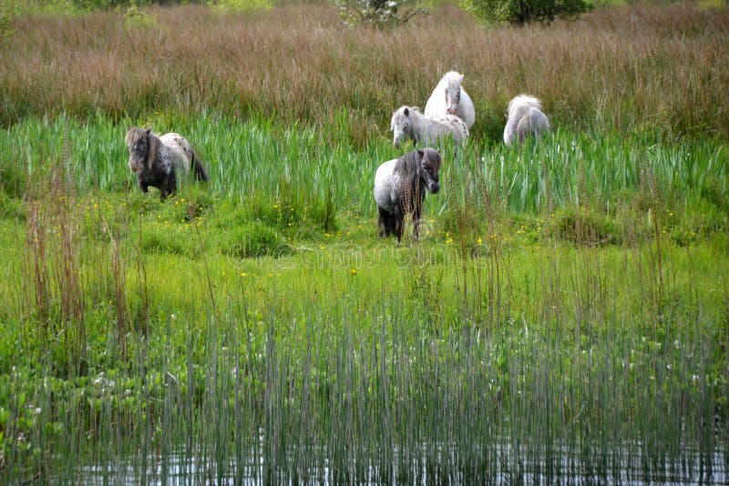 Pasture, Nature Reserve, Wetland, Grassland Picture. Image 131165246
