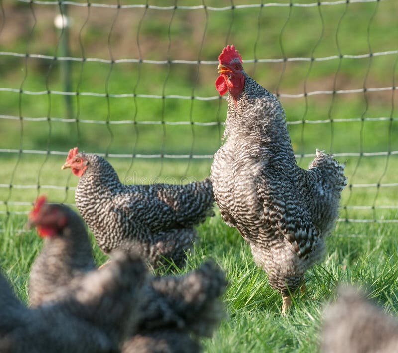 Pasture raised chickens stock image. Image of country 17942627