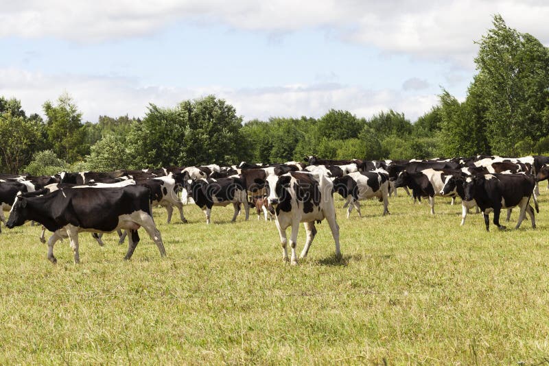 pastures of a cow of black and white color during the herding of a herd on an agricultural field, closeup in cloudy weather