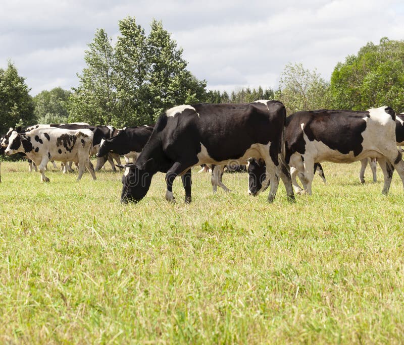 pastures of a cow of black and white color during the herding of a herd on an agricultural field, closeup in cloudy weather