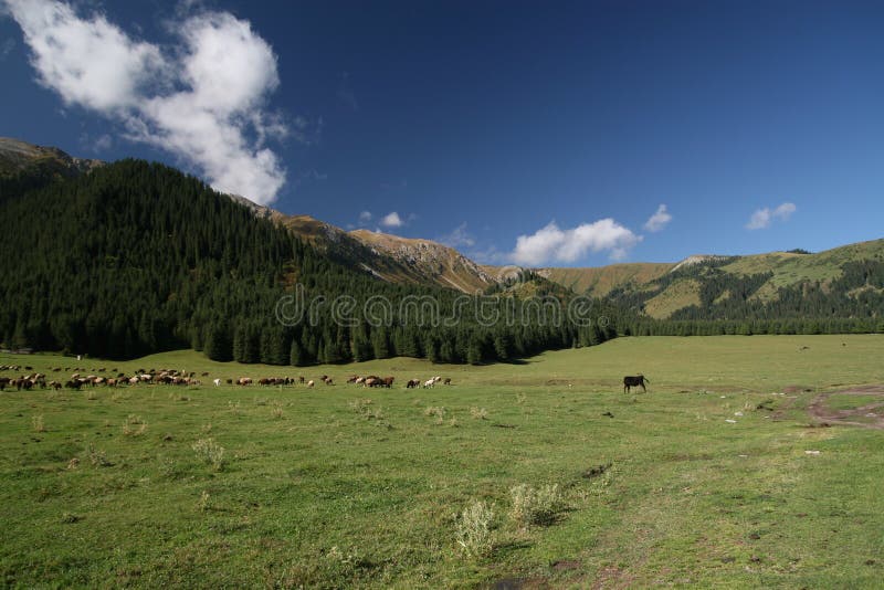 Pastures in the mountains