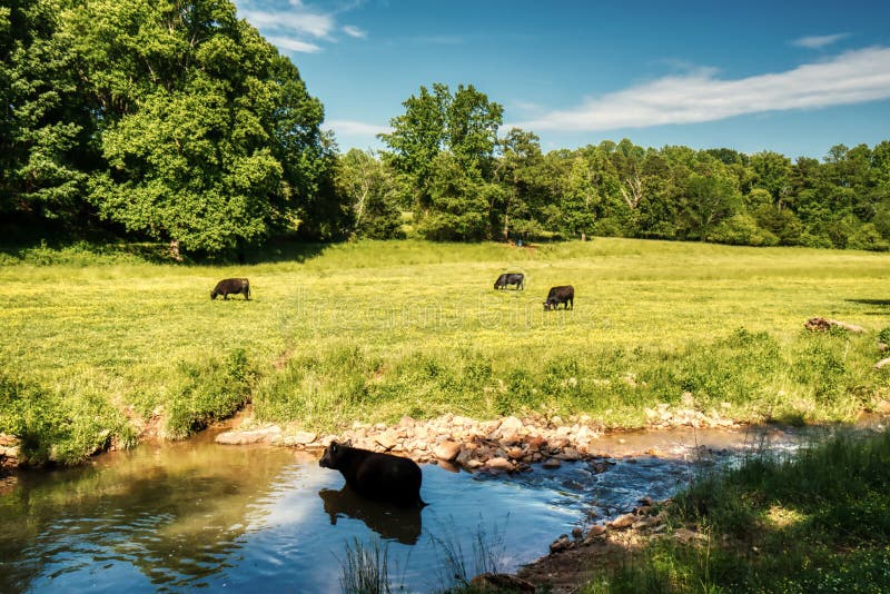 A pasture with black angus cattle, a stream and a beautiful blue sky. A pasture with black angus cattle, a stream and a beautiful blue sky.