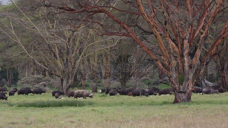 Pastwiskowi Afrykańscy bizony