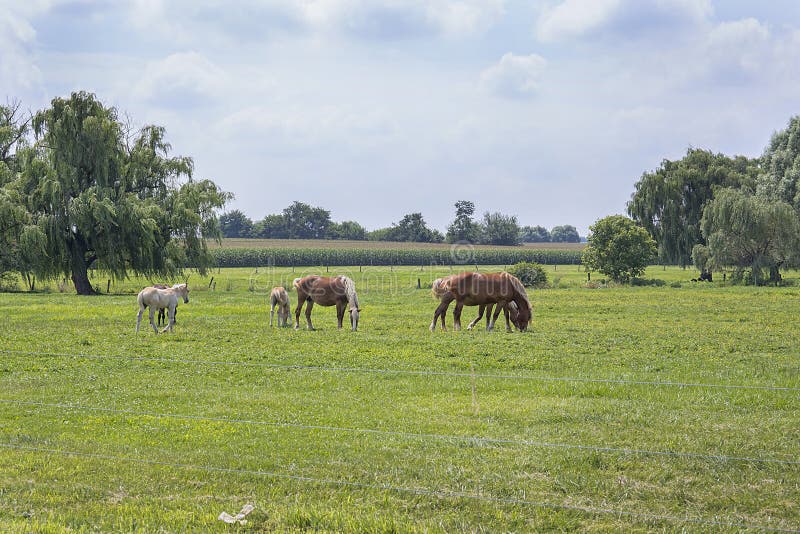Pastwiskowi koni zdjęcia royalty free