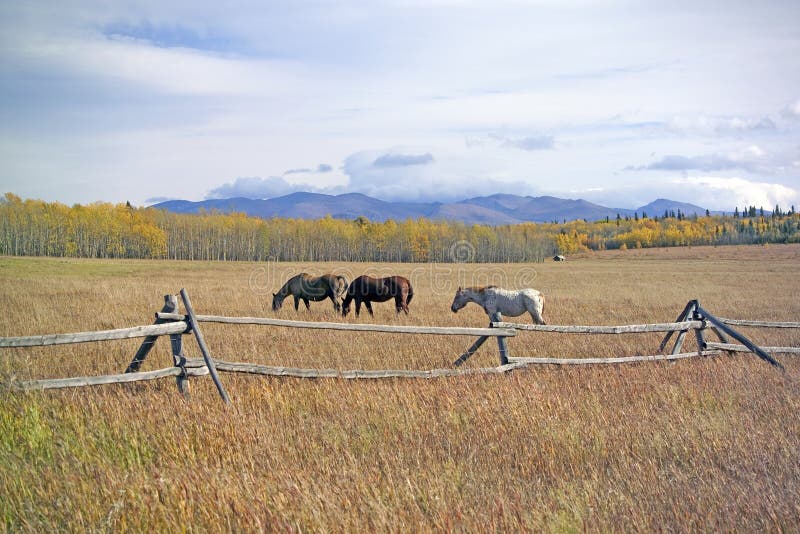 Pastwisko z końmi obraz royalty free