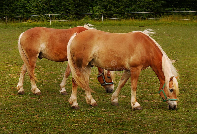 Pastwiskowi koni zdjęcia stock