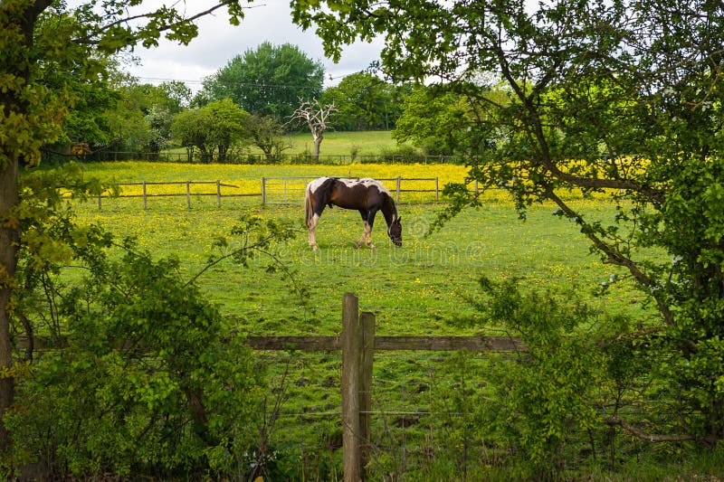 Pastwisko koni zdjęcia stock