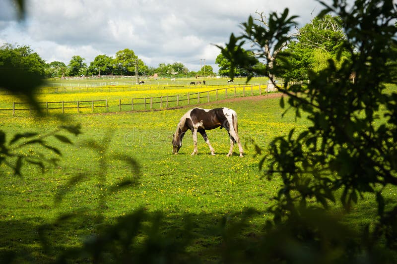 Pastwiskowi koni obrazy royalty free