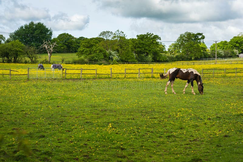 Pastwiskowi koni fotografia royalty free