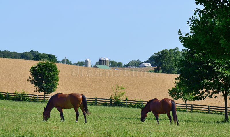 Pastwiskowi koni zdjęcia royalty free