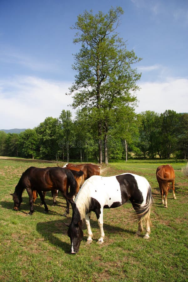 Pastwiskowi koni zdjęcia stock