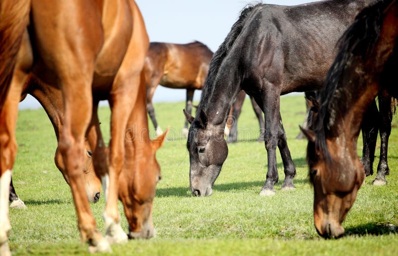 Pastwisko koni obrazy royalty free