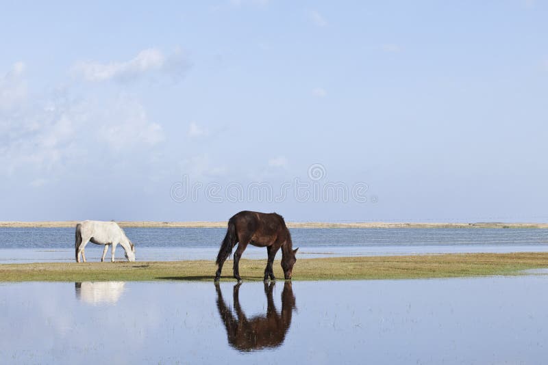 Konie pasące się nad jeziorem Qinghai obrazy stock