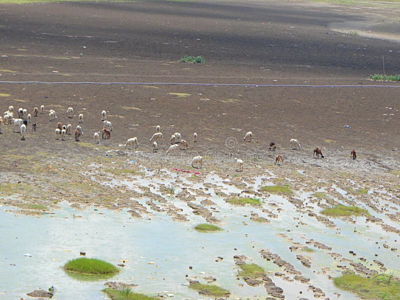 In many areas, a hot summer is associated with drying out of rivers and famine... This is one such photograph of a dry riverbed with grazing cattle. In many areas, a hot summer is associated with drying out of rivers and famine... This is one such photograph of a dry riverbed with grazing cattle...