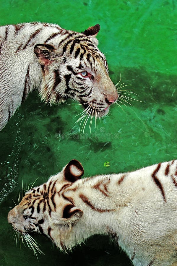 White Tiger In Water , Java, Indonesia. Stock Image ...