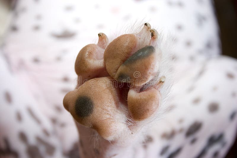 Pata sucia foto de archivo. Imagen de rayas, estirado 24713466