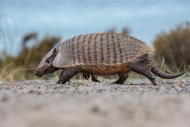 Patagonia armadillo stock photo. Image of life, mammal - 39934406