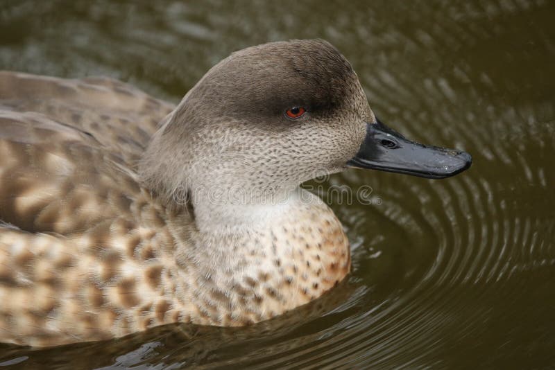 A Patagonia Crested Duck, Lophonetta specularioides specularioides, swimming on a pond at Slimbridge wetland wildlife reserve.