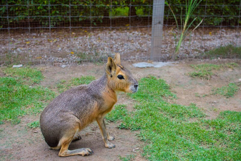 Patagonian Cavy - Dolicholis Patagonum Stock Photo - Image of america, argentina: 40973534