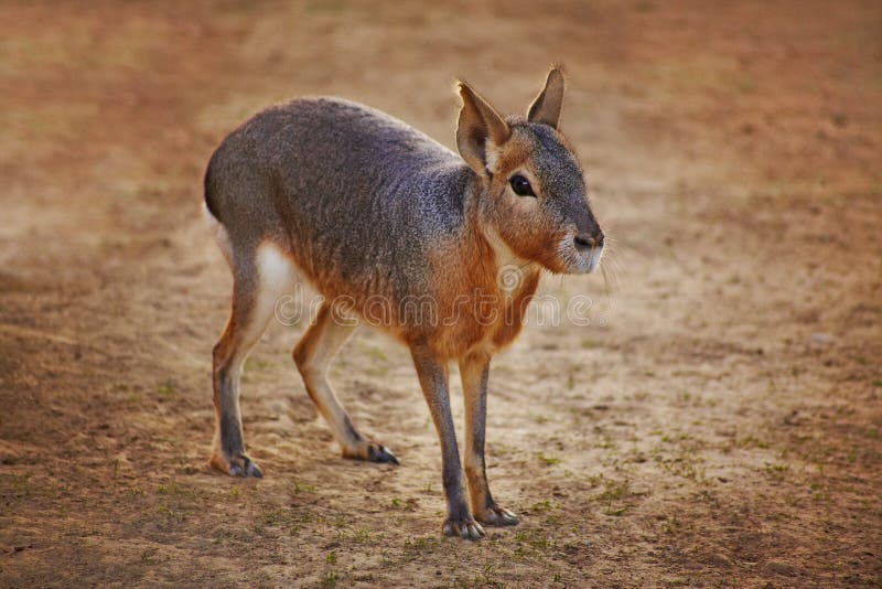 patagonian-mara-cute-animal-rabbit-like-177987331.jpg