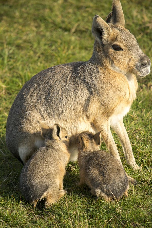 Patagonian Mara with Her Babies Stock Photo Image of wilderness, baby 45989128