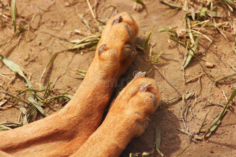 Patas de un perro en el cierre de la calle para arriba fotos de archivo Patas de un perro en el cierre de la calle para arriba fotos de archivo