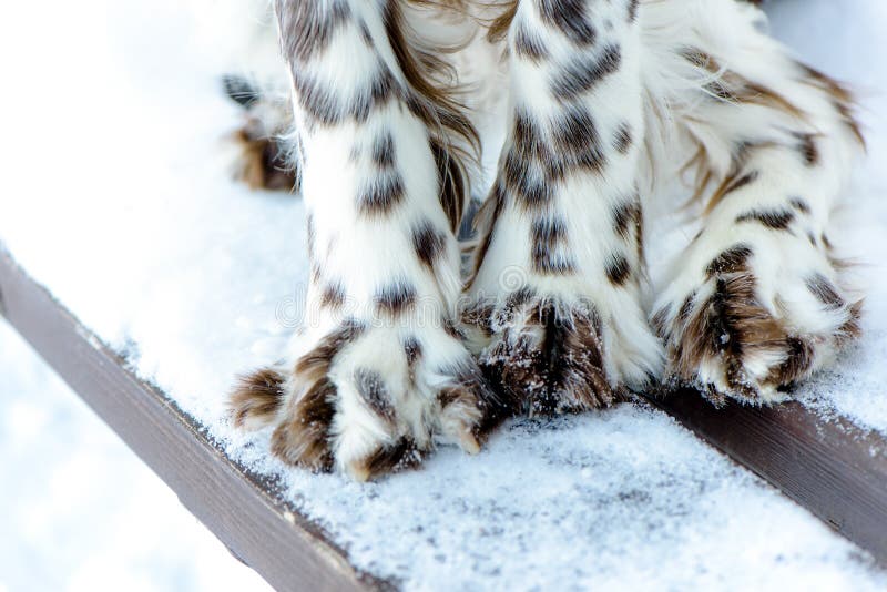 Patas del perro de aguas de saltador del color manchado en el primer de la nieve El perro se pierde en winte al aire libre foto de archivo libre de regalías Patas del perro de aguas de saltador del color manchado en el primer de la nieve El perro se pierde en winte al aire libre foto de archivo libre de regalías